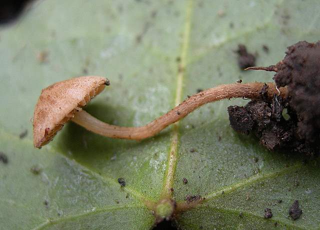 le  Specie  invernali  del  Leimental